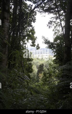 Bosque autóctono en pleno Parque con vista hacia el "Valle". Foto Stock