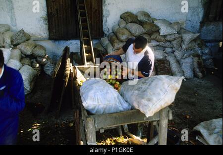 Spagna - ASTURIAS - Oviedo (distretto) cerca de Nava; Llagar 'Orizón"; descargando la manzana para la elaboración de sidra. Foto Stock