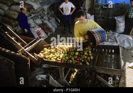 Spagna - ASTURIAS - Oviedo (distretto) cerca de Nava; Llagar 'Orizón"; descargando la manzana para la elaboración de sidra. Foto Stock