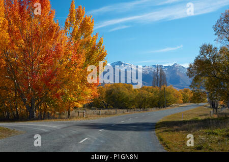 Colore di autunno e Ben Ohau gamma, vicino a Twizel, Mackenzie Country, Canterbury, Isola del Sud, Nuova Zelanda Foto Stock