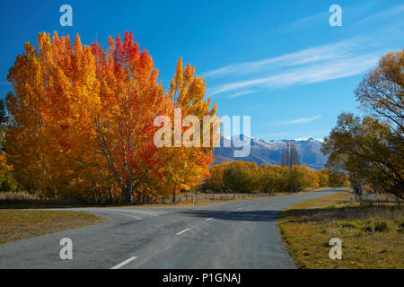 Colore di autunno e Ben Ohau gamma, vicino a Twizel, Mackenzie Country, Canterbury, Isola del Sud, Nuova Zelanda Foto Stock