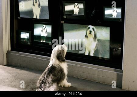 Pellicola originale titolo: il cane Shaggy. Titolo inglese: il cane Shaggy. Regista: Brian Robbins. Anno: 2006. Credito: Disney Enterprises / LEDERER, Giuseppe / Album Foto Stock