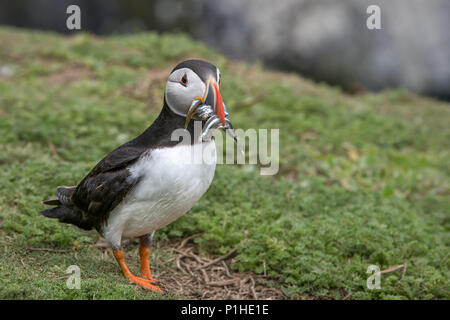 I puffini con becco pieno di cicerelli Foto Stock