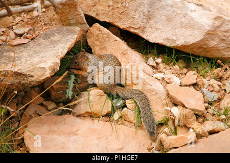 Scoiattolo rosso mangiare Foto Stock
