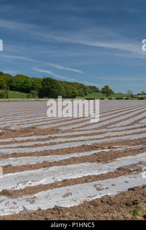 Nuovo impianto di campo di mais sotto bio-degradeable teloni di plastica per aiutare aiuto ggrowth precoce. Cumbria, Regno Unito. Foto Stock