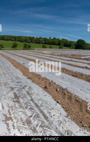 Nuovo impianto di campo di mais sotto bio-degradeable teloni di plastica per aiutare aiuto ggrowth precoce. Cumbria, Regno Unito. Foto Stock