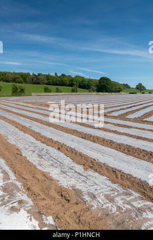 Nuovo impianto di campo di mais sotto bio-degradeable teloni di plastica per aiutare aiuto ggrowth precoce. Cumbria, Regno Unito. Foto Stock