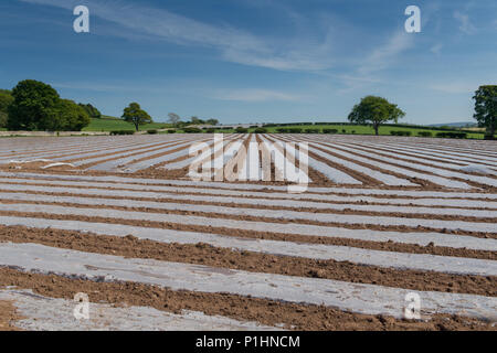 Nuovo impianto di campo di mais sotto bio-degradeable teloni di plastica per aiutare aiuto ggrowth precoce. Cumbria, Regno Unito. Foto Stock