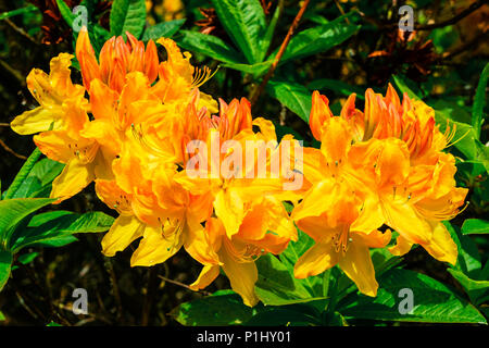 Giallo dorato Azelea Japonica cluster close-up. Foto Stock