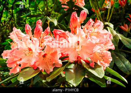 Cluster di grandi dimensioni di pesca colore fiori di rododendro. Foto Stock