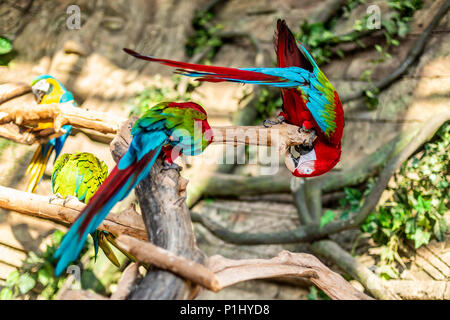 Colorato giovane macaws seduta sul log capovolto Foto Stock
