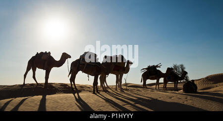 Silhouette di una carovana di cammelli in dune di sabbia - il sud della Tunisia Foto Stock