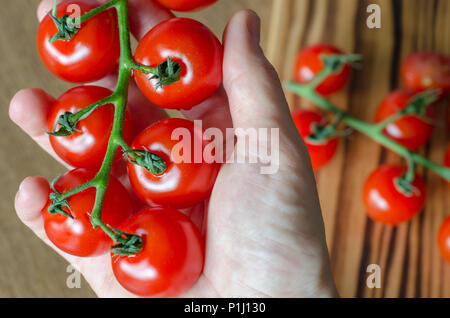 Un grappolo di pomodori ciliegia nella donna la mano contro il bordo sfumato con pomodori Foto Stock