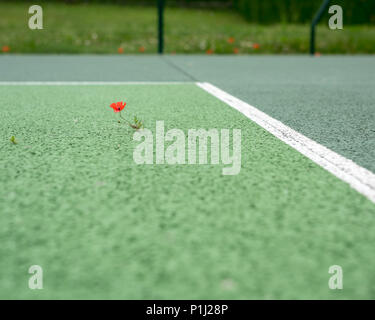 Un papavero cresce su un campo da tennis Foto Stock