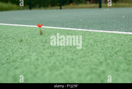 Un papavero cresce su un campo da tennis Foto Stock