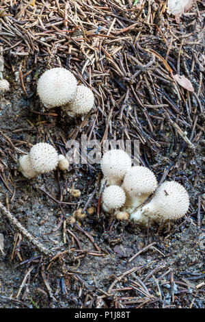 Puffball funghi nei boschi in autunno tra i ramoscelli secchi, Lycoperdon perlatum noto come il comune, puffball warted puffball, i gem-puffball chiodati Foto Stock