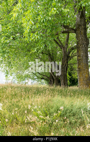Il prato estivo e la fila di vecchi alberi di quercia Foto Stock