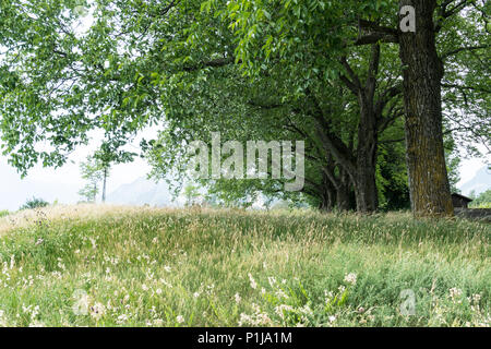 Il prato estivo e la fila di vecchi alberi di quercia Foto Stock