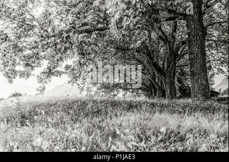 Il prato estivo e la fila di vecchi alberi di quercia Foto Stock