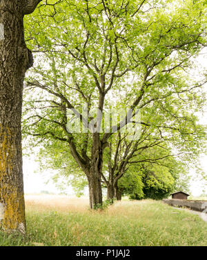 Il prato estivo e la fila di vecchi alberi di quercia Foto Stock
