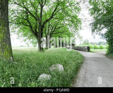 Il prato estivo e la fila di vecchi alberi di quercia Foto Stock