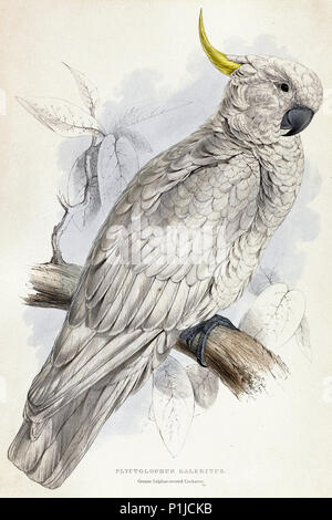 Edward Lear - Plyctolophus Galeritus. Maggiore Sulfur-Crested Cacatua Foto Stock