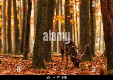 Cervi nella foresta di autunno, Haard, Haltern am See, Nord Reno-Westfalia, Germania Foto Stock