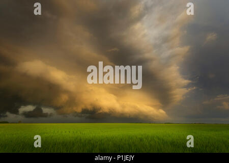 Shelfcloud al tramonto su cornfield in Kansas, STATI UNITI D'AMERICA Foto Stock