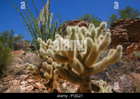 Il Teddy bear cholla è chiamato per la sua pelliccia 'cuddly' aspetto ma è in realtà un territorio densamente spined impianto Foto Stock