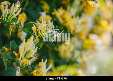 Lonicera japonica Thunb o Caprifoglio giapponese giallo e bianco fiore in giardino Foto Stock