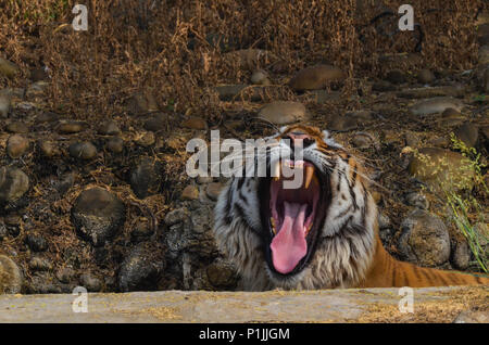 Royal tigre del Bengala, New Delhi, India - Aprile 3, 2018: Un Royal tigre del Bengala (Panthera tigris tigris) seduto in un waterhole mostrando i suoi canini a compit Foto Stock