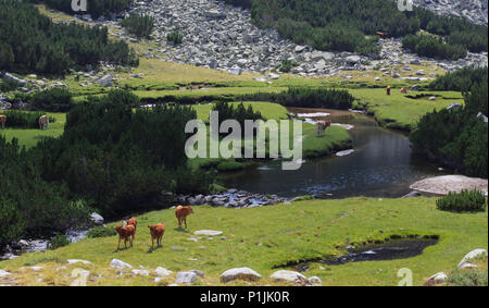 Libera mucche al pascolo intorno a un fiume in una valle di montagna Foto Stock