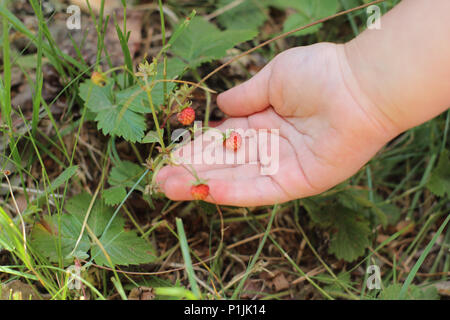 Bambino la mano che regge un fragole selvatiche nella foresta. Foto Stock