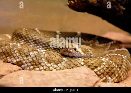 Arizona Rattlesnake nero - Crotalus cerbus Foto Stock