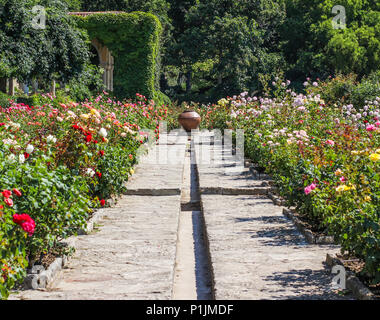 Un bellissimo parco alley con colorati cespugli di rose e un vaso di ceramica nel centro Foto Stock