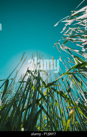 Dinkel o private del picciolo verde grano farro colture in campo coltivato a basso angolo di visione delle piante contro blu cielo sereno, il fuoco selettivo Foto Stock