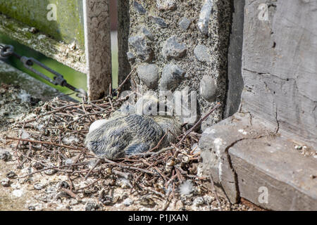 Baby pigeon si siede pazientemente sul nido accanto a un uovo Foto Stock