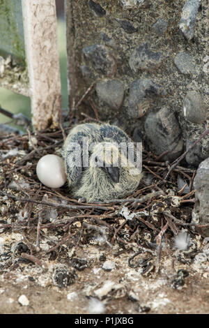 Baby pigeon si siede pazientemente sul nido accanto a un uovo Foto Stock