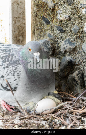 Colombo adulto cova uova sul nido Foto Stock