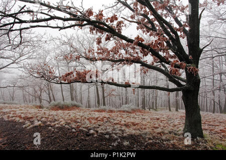Winter frozen tree with mist at day Foto Stock