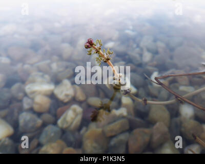 Fiori di Eurasian watermilfoil / Myriophyllum spicatum al di sopra della superficie dell'acqua Foto Stock