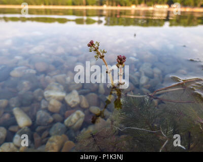 Fiori di Eurasian watermilfoil / Myriophyllum spicatum al di sopra della superficie dell'acqua Foto Stock