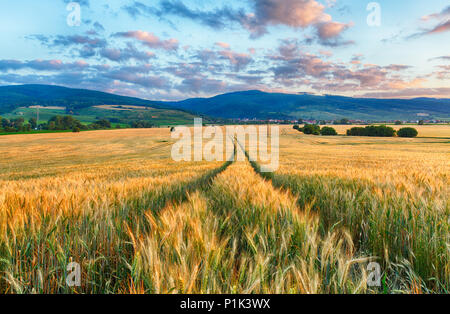 Agricoltura - Campo di grano Foto Stock