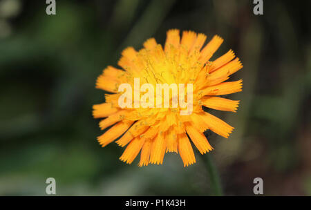 La bella fiori arancione di Pilosella aurantiaca (Hieracium aurantiacum) noto anche come Orange Hawkweed e Fox e lupetti Foto Stock