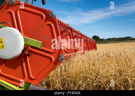 Close up di un Claas V900 35ft testata della mietitrebbia con telecamere collegate al lavoro, la raccolta di orzo. North Yorkshire, Regno Unito. Foto Stock