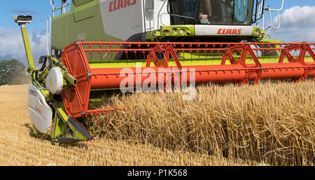 Close up di un Claas V900 35ft testata della mietitrebbia con telecamere collegate al lavoro, la raccolta di orzo. North Yorkshire, Regno Unito. Foto Stock