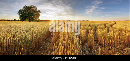 Rural landscape with wheat field on sunset Foto Stock