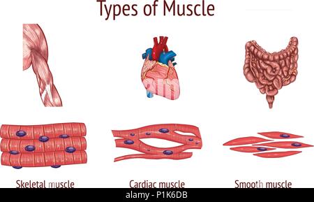 Illustrazione vettoriale di un tipo di muscolo Illustrazione Vettoriale