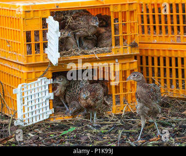 Sette settimane di età i pulcini di fagiano, spesso noto come poults, essendo rilasciato in un guardiacaccia della penna di rilascio dalle gabbie utilizzati per il loro trasporto Foto Stock