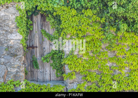 Vintage cancello in legno rustico con cerniere in metallo in un antico muro di pietra coperte nel verde delle vigne Foto Stock
